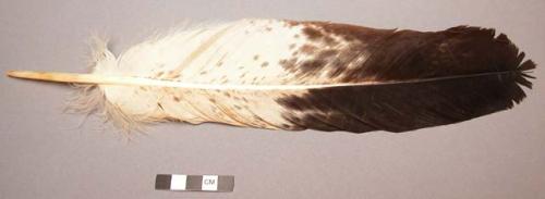 One eagle feather, perforated shaft