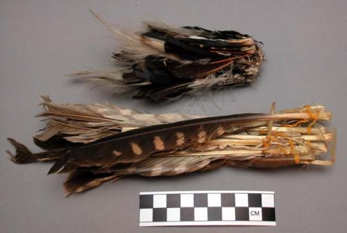 Feather bunches (part of one)