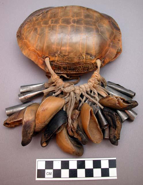 Leg rattle. Made of turtle shell.