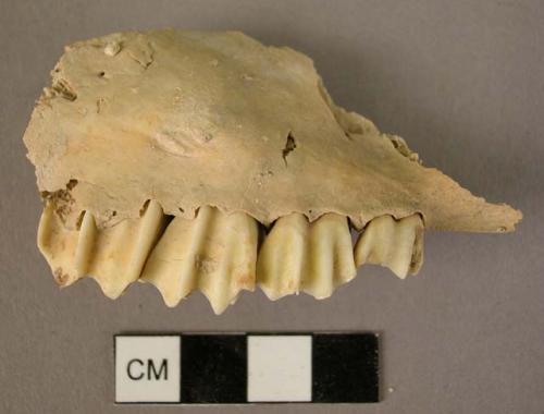 Organic bone faunal remain, jaw fragment, one tooth loose