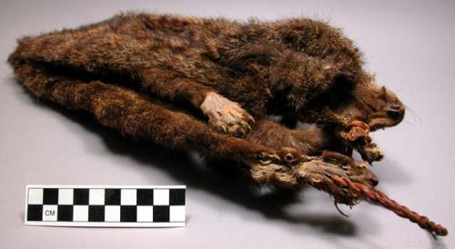 Skin bag - tree civet - "naudima binotata" ("kunda")