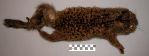 Skin bag - tree civet - "naudima binotata" ("kunda")