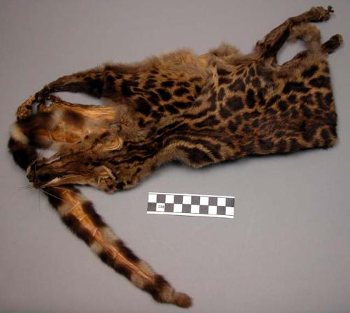 Tree civet (genetta aubry) skin cap, nsimba