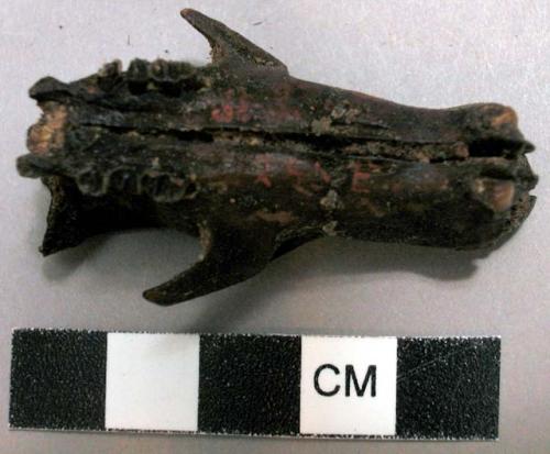 Skull of rodent - 6 upper molars, incisors broken