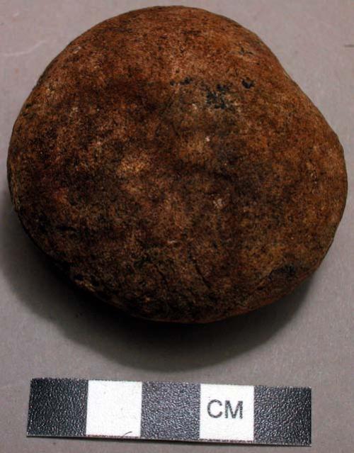 Brown, hard-shelled nut