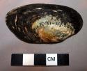 Large fresh water mussel shell