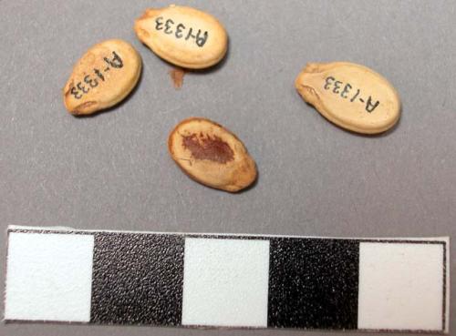 Gourd seeds