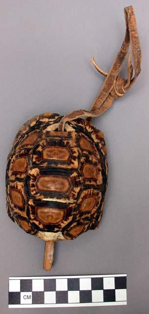 Tortoise bell, wood clapper, on leather strap