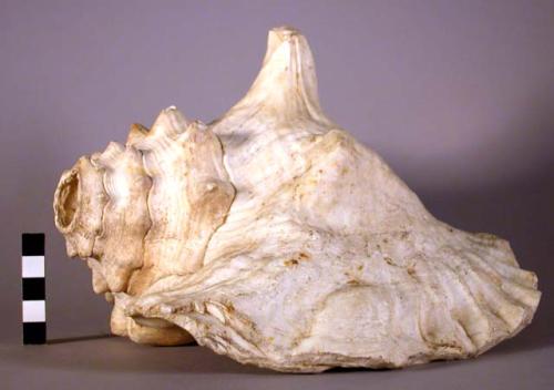 Shell trumpet