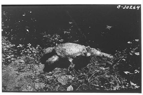 Turtle figure of limestone carved on ledge of rock 1/2 kilometer W. of High Prie