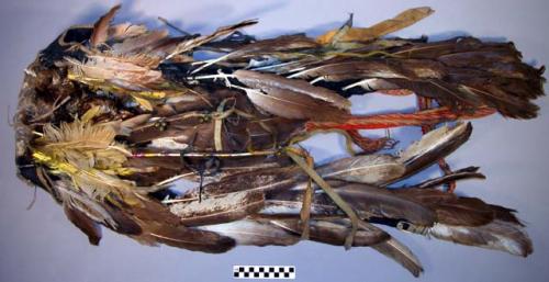 Sioux bustle. Made from the entire skin of an eagle including its head and claws