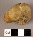 Bone, unidentified