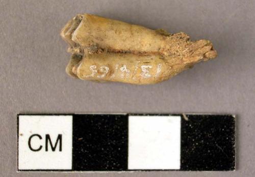 Faunal remain, animal tooth - sheep or goat?