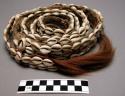 Cow skin strip with tail and cowrie shells - part of medicine man's +