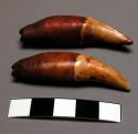 Sea-lion tusk, from bag 06-5-10/66502
