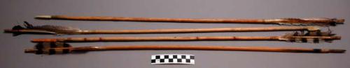 Arrows with painted bone points and painted service berry wood shafts.