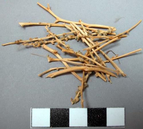 Seeds & plant stalks collected by old Navajo woman. Use with goat milk for (mor