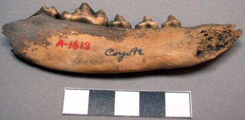 Jaw of coyote