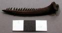 Divining outfit: "thorn" spine of fish, synodontis pardalis (probably)