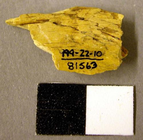 Worked bone fragment