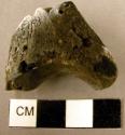 Burned animal bone fragment