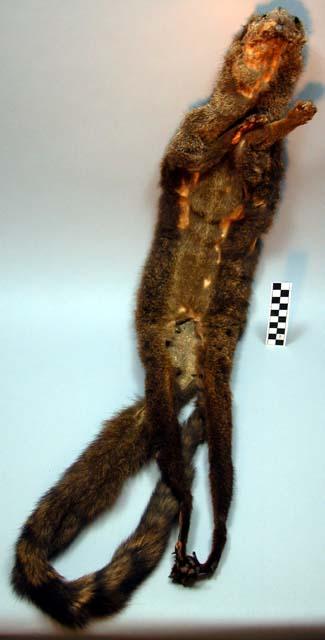 Skin bag - tree civet - "naudima binotata" ("kunda")