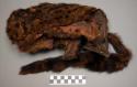 Tree civet (genetta aubry) skin cap, nsimba