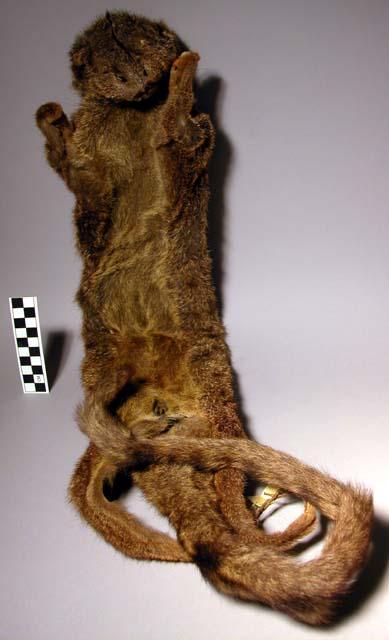 Skin bag - tree civet - "naudima binotata" ("kunda")