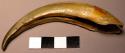 Ant-eater claw - said to be used by women when fighting