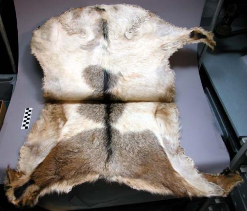 Skin, domestic goat, worn by child, ruhu lwihene