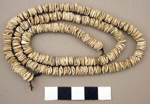 Shell disc beads