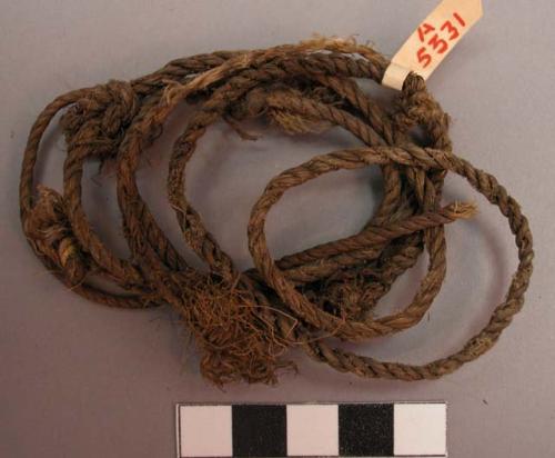 Sinew cord (bow string)