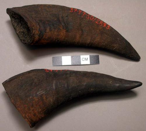 Raw material: goat horn