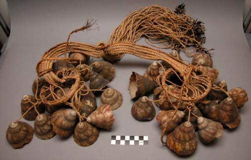 Girdle of snail shell "bells" and hornbill hand rattle