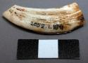 Fragment of broken tooth (tusk)