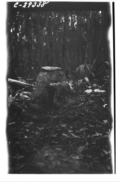 Oxdindznot, north side of sacbe leading to Coba stucco altar.