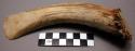 Chisel of deer antler. Used for cutting and splitting wood.