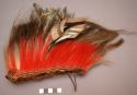 Cheyenne roach. Deertail hair originally red, horsehair, feathers, and quillwork