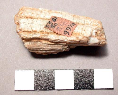 Fragment of composite mammal tooth - ungulate