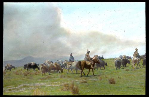 Tibetan cowboys herding yaks, August 1923