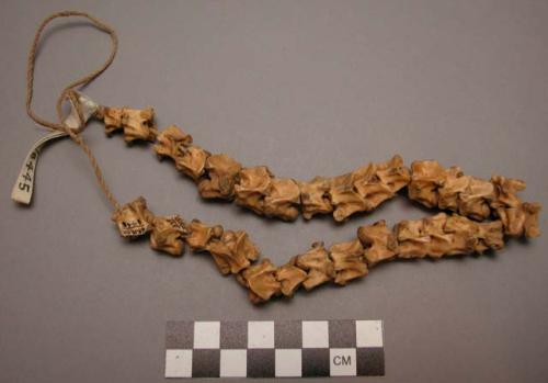 Necklace of 29 python vertebrae, worn by very old women. Ninga nsatu - python