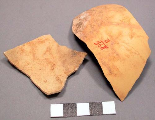 Ostrich egg shell - fragments