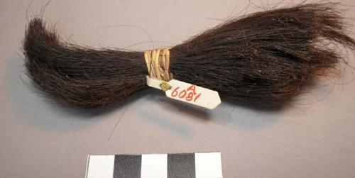 Bundle of human hair