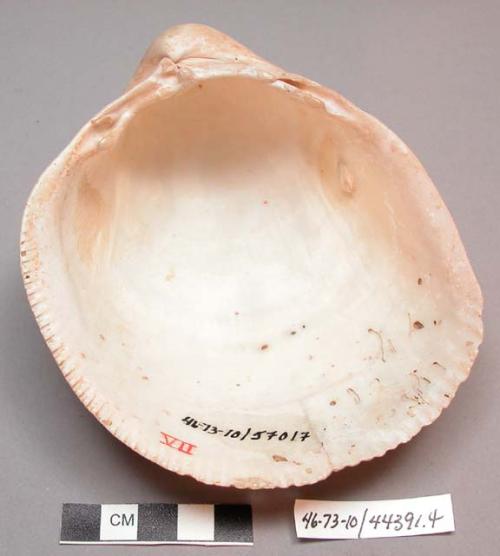 Large bivalvular shell