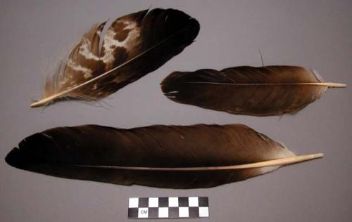 Feathers, brown and white, worn
