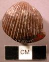 Carving representing small bivalve