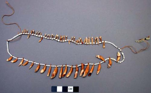 Necklace of teeth and glass beads