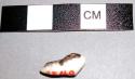 Cowrie shell from 11-46-50/83148