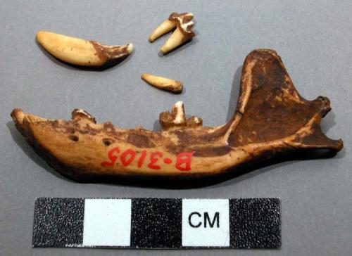 Divining outfit: one-half lower jaw of civet cat