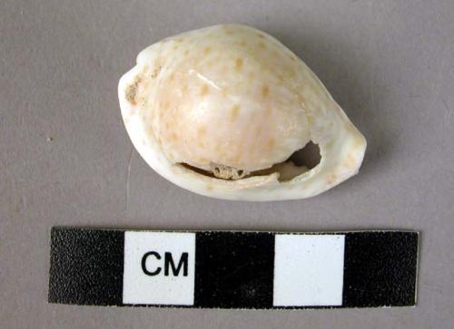 1 cowrie shell